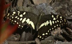 Papilio demodocus demodocus