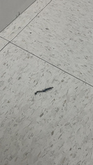 Hemiscolopendra marginata