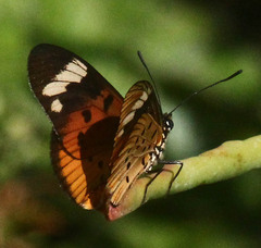 Acraea encedon