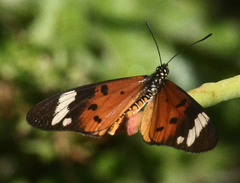 Acraea encedon