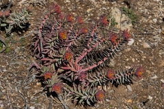 Euphorbia
