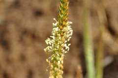 Plantago australis