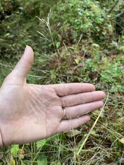 Agrostis perennans