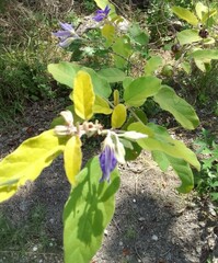 Solanum houstonii