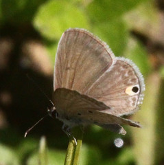 Euchrysops malathana