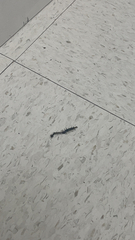 Hemiscolopendra marginata