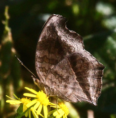 Junonia natalica natalica