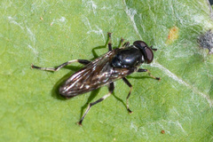 Chalcosyrphus nemorum