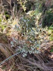 Eupatorium semiserratum