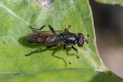 Chalcosyrphus nemorum