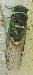 Cicadinae
