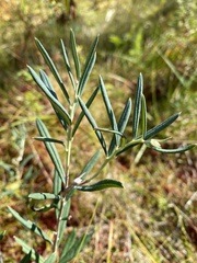 Andromeda polifolia glaucophylla