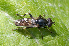 Chalcosyrphus nemorum
