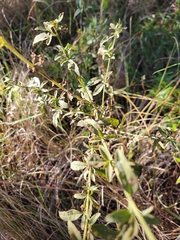 Eupatorium semiserratum