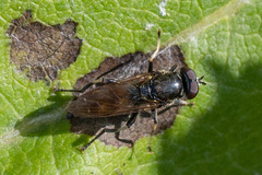 Chalcosyrphus nemorum