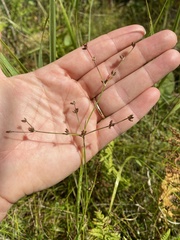 Juncus brachycephalus