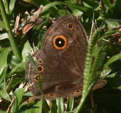Brakefieldia perspicua