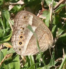 Brakefieldia perspicua