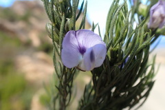 Psoralea sordida