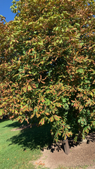 Aesculus × carnea