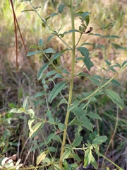 Eupatorium semiserratum