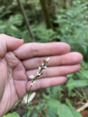 Persicaria jucunda
