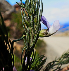 Psoralea sordida