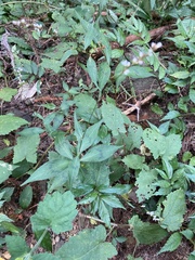Persicaria jucunda