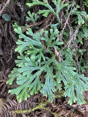 Selaginella doederleinii