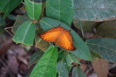 Vindula dejone erotella