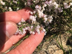 Erica mauritanica