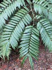 Angiopteris lygodiifolia