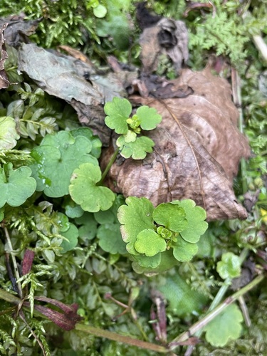 Image of Chrysosplenium iowense by (c) Matt Berger, some rights reserved (CC BY)
