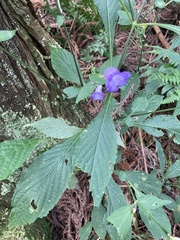 Strobilanthes formosana