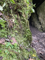 Chrysosplenium iowense