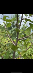 Malus angustifolia
