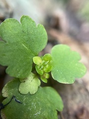 Chrysosplenium iowense