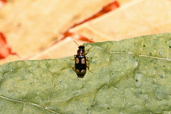 Dromius quadrimaculatus