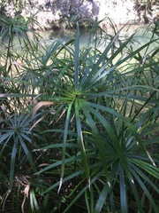 Cyperus alternifolius flabelliformis