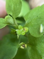 Chrysosplenium iowense