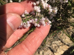 Erica mauritanica