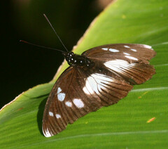 Pseudacraea lucretia