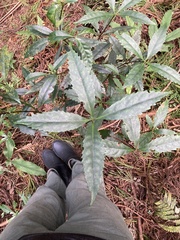 Sarcandra glabra