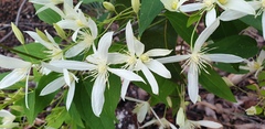 Clematis pubescens