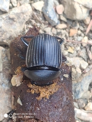 Scarabaeus laticollis