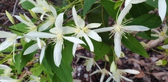 Clematis pubescens