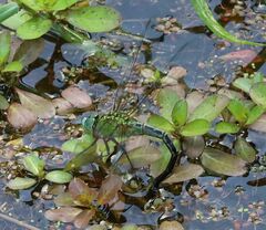 Coryphaeschna adnexa
