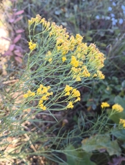 Euthamia caroliniana