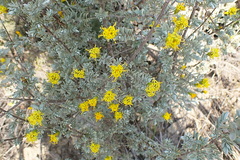 Pteronia incana