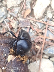 Scarabaeus laticollis